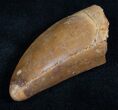 Thick Carcharodontosaurus Tooth - Good Quality #13641-2